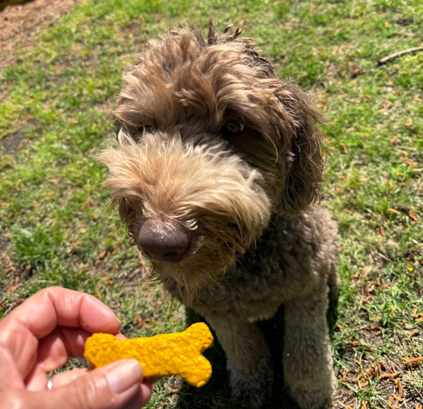 Sweet Potato Bacon Cookie